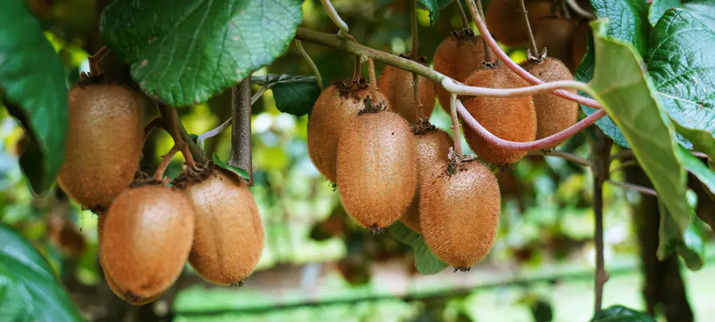 Kiwi, 3 interventi per esaltare pezzatura e qualità