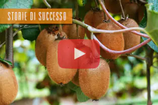 thumb_storie_di_successo_kiwi