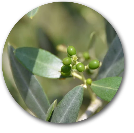 Concime per olivo: come ridurre la cascola ed aumentare le rese