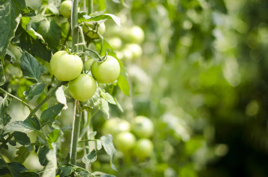 Caldo straordinario, come difendere le colture