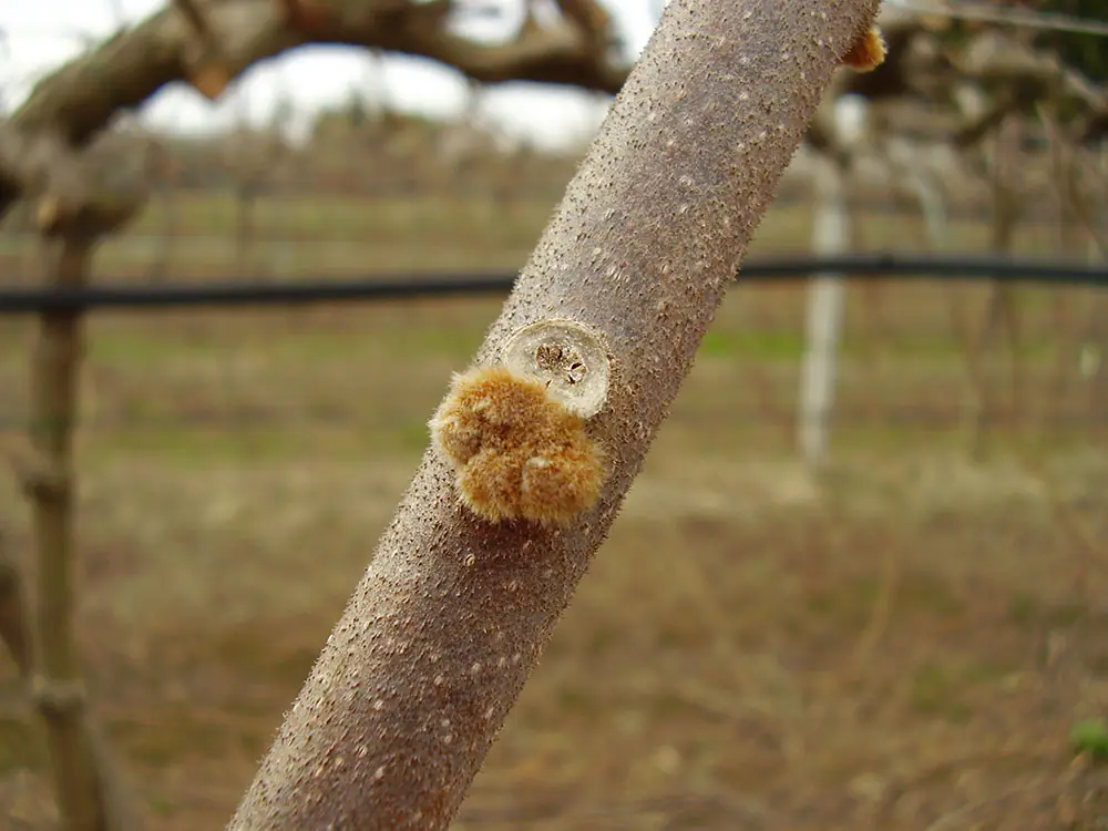Kiwi - gemma cotonosa Budding and flowering: the standardizing intervention