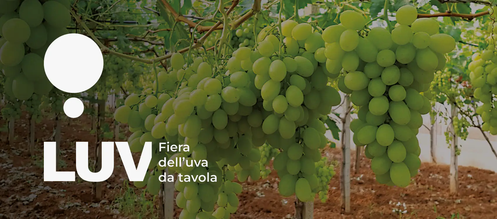 Biolchim at the LUV exhibition: Innovations for Table Grape Cultivation