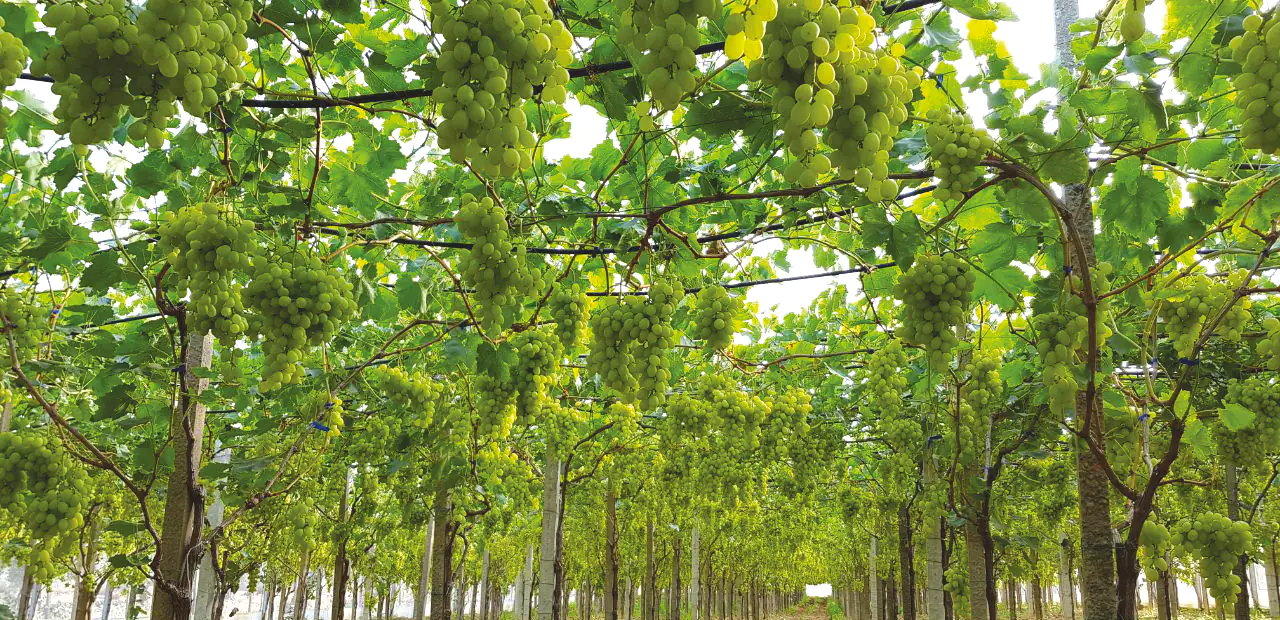 Biolchim at the LUV exhibition: Innovations for Table Grape Cultivation
