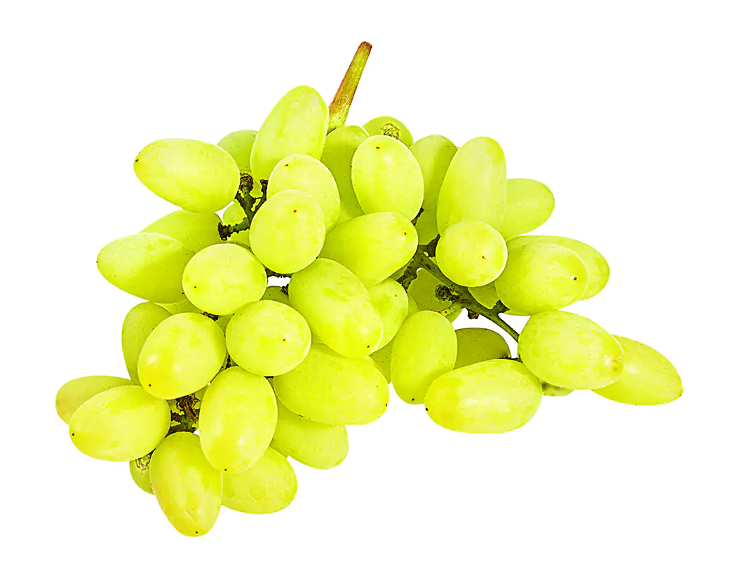 Biolchim at the LUV exhibition: Innovations for Table Grape Cultivation