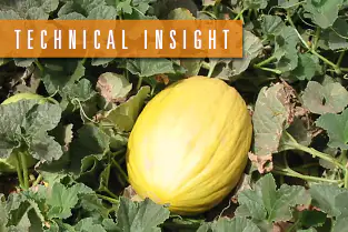 thumb_tech_insight-1