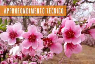 approf_ITA