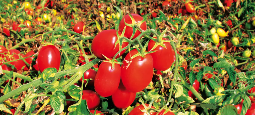 Fertilizantes PHYLEN<sup>®</sup>: La Línea para una Nutrición Foliar Perfecta en Cultivos Extensivos