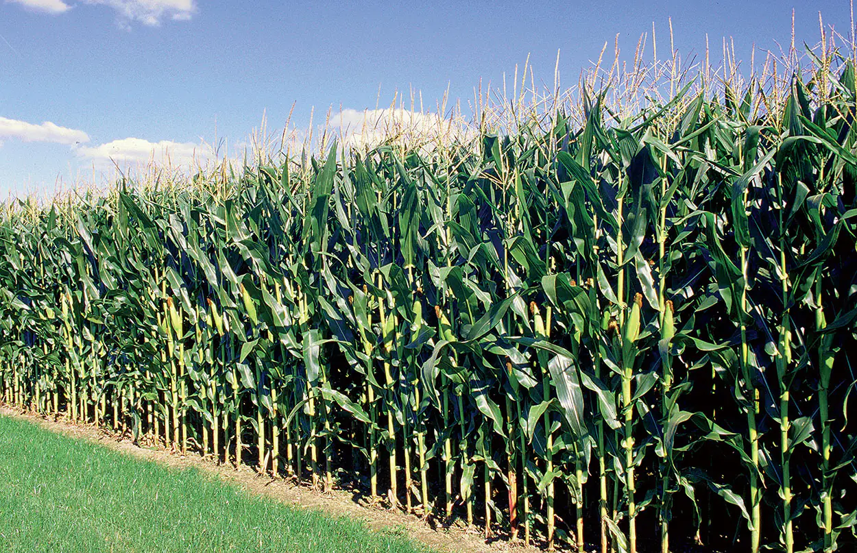 Fertilizantes PHYLEN<sup>®</sup>: La Línea para una Nutrición Foliar Perfecta en Cultivos Extensivos