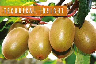 kiwi_insight_ENG