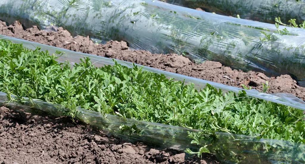 Mycorrhizal fungi, what are they and how are they used 