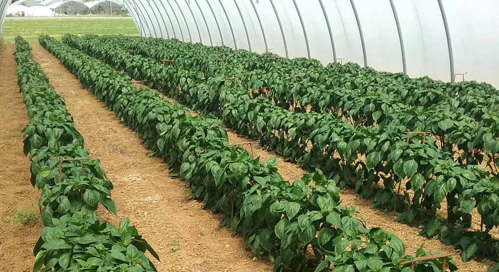 Mycorrhizal fungi, what are they and how are they used 