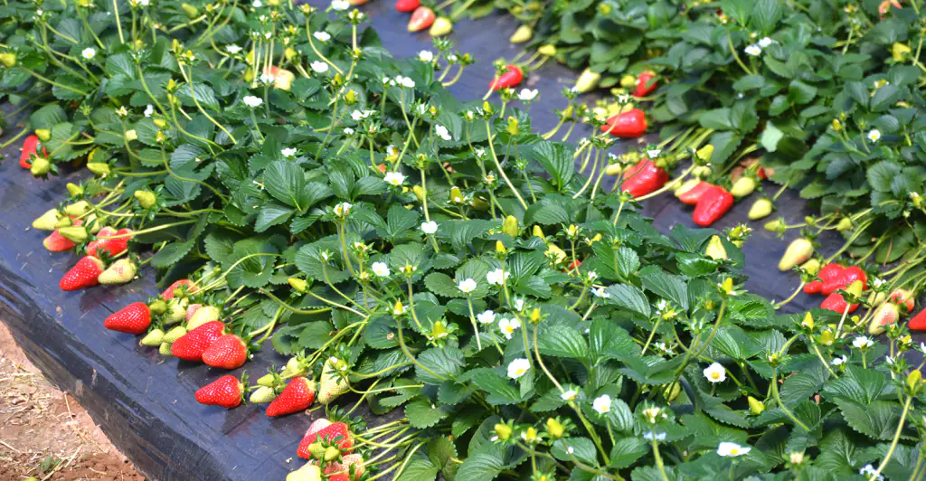 Mycorrhizal fungi, what are they and how are they used 