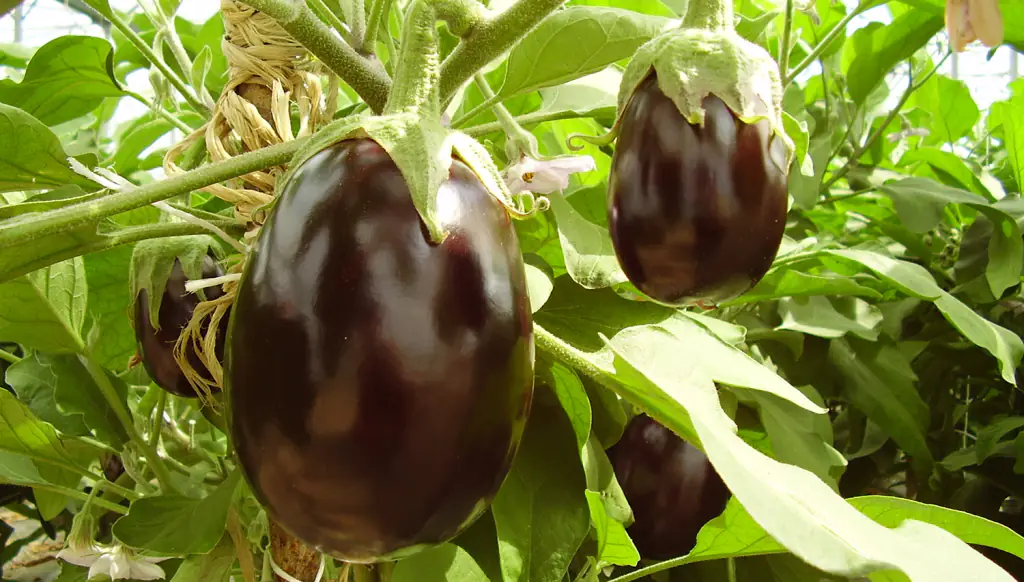 Mycorrhizal fungi, what are they and how are they used 