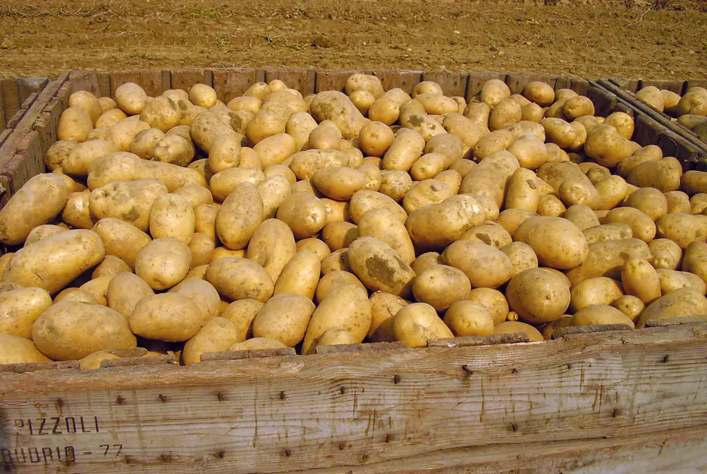 Concimazione della patata: “con 3 interventi ho contrastato la siccità”