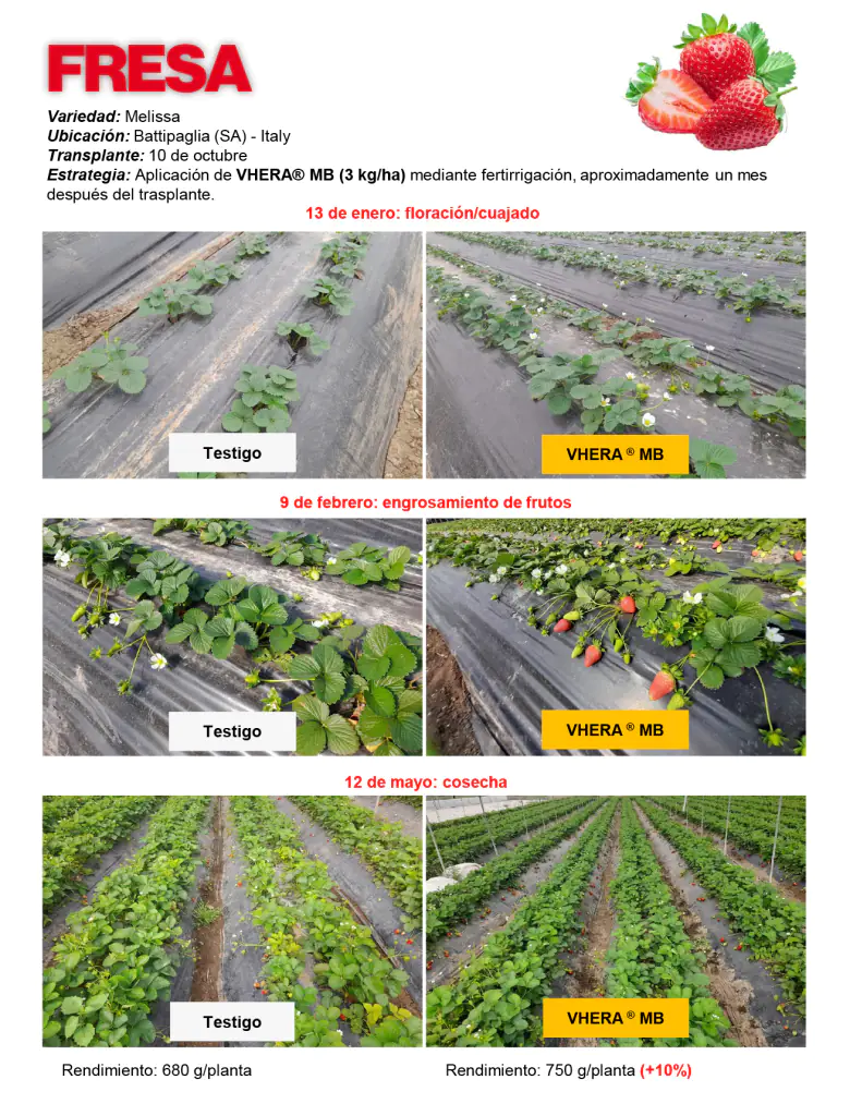 Hongos micorrízicos, qué son y cómo se utilizan