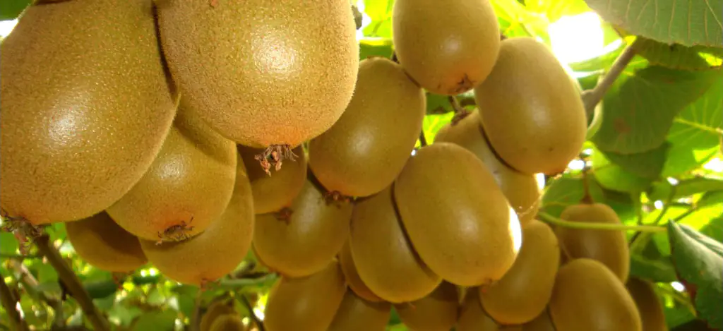 Come ingrossare la frutta con la concimazione fogliare