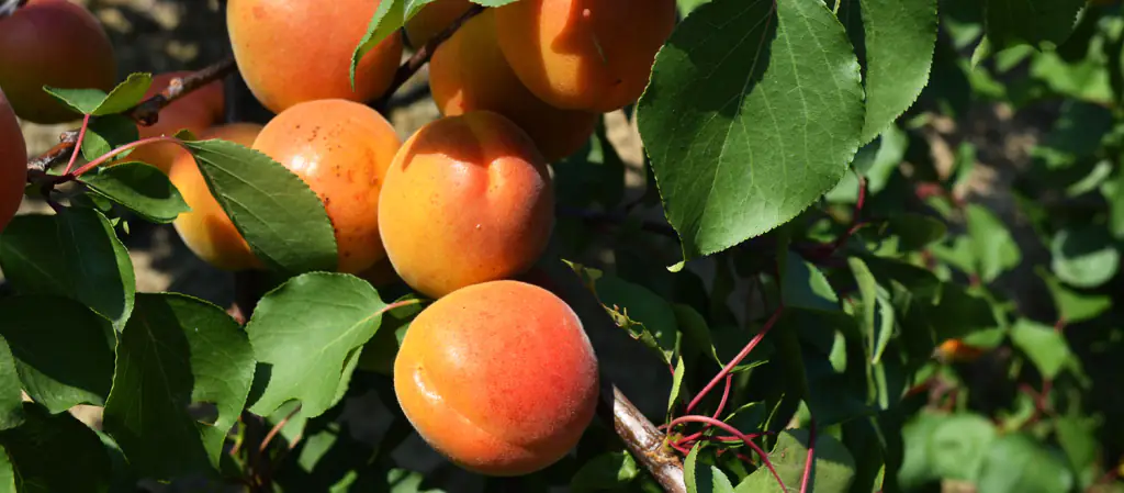 Come ingrossare la frutta con la concimazione fogliare