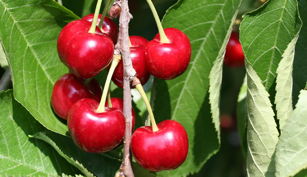 Come ingrossare la frutta con la concimazione fogliare