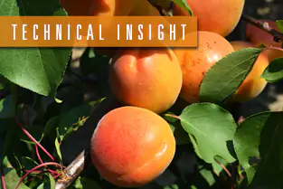 ingrossare-la-frutta-ENG