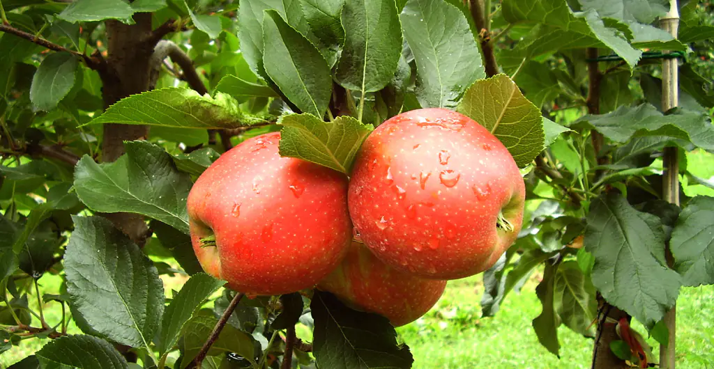 Come ingrossare la frutta con la concimazione fogliare