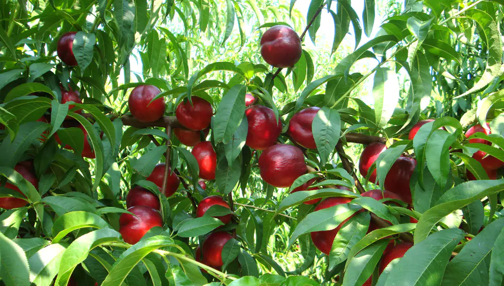 Come ingrossare la frutta con la concimazione fogliare