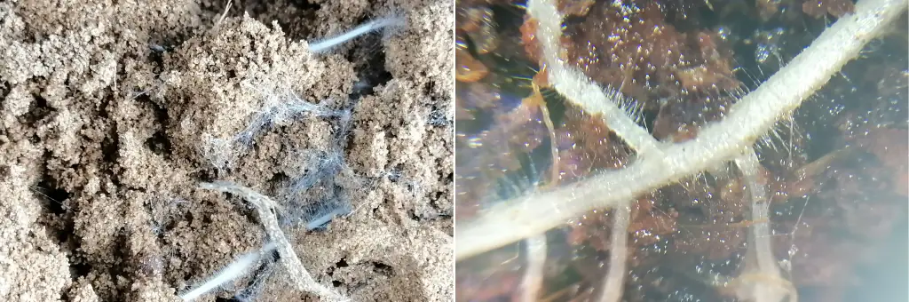 T34 BIOCONTROL™: Il Fungicida Biologico a Base di Trichoderma asperellum