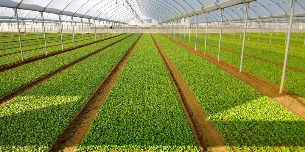 T34 BIOCONTROL™: Il Fungicida Biologico a Base di Trichoderma asperellum