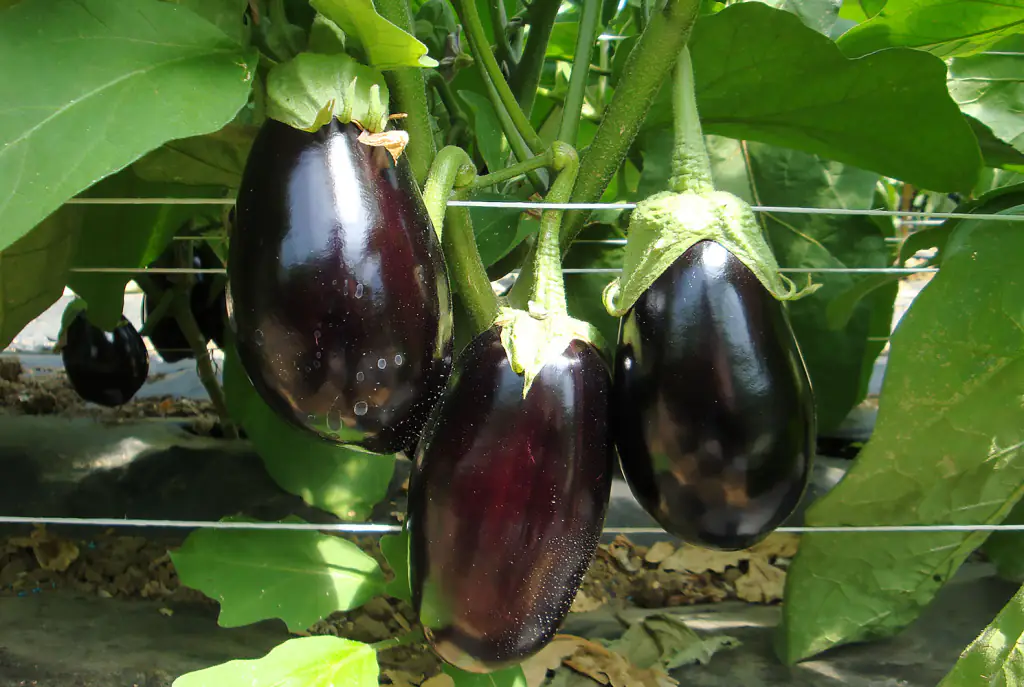T34 BIOCONTROL™: Il Fungicida Biologico a Base di Trichoderma asperellum