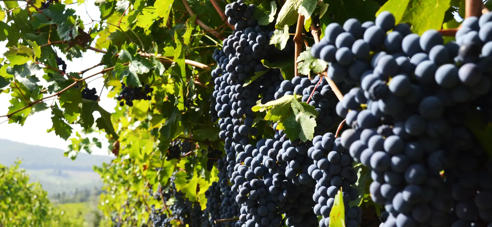 Fortalecer el viñedo: la nutrición como apoyo a la productividad