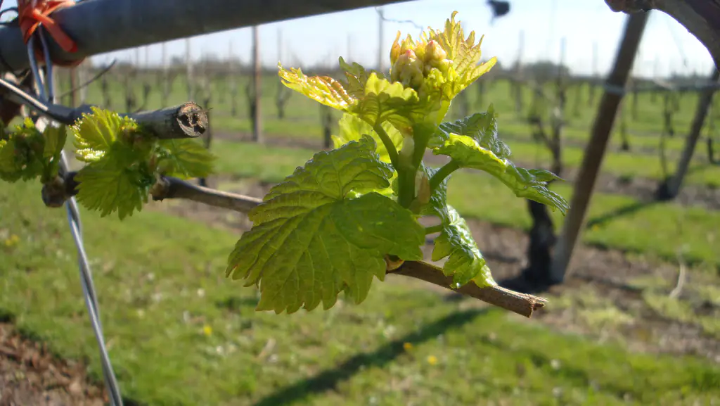 Fortalecer el viñedo: la nutrición como apoyo a la productividad