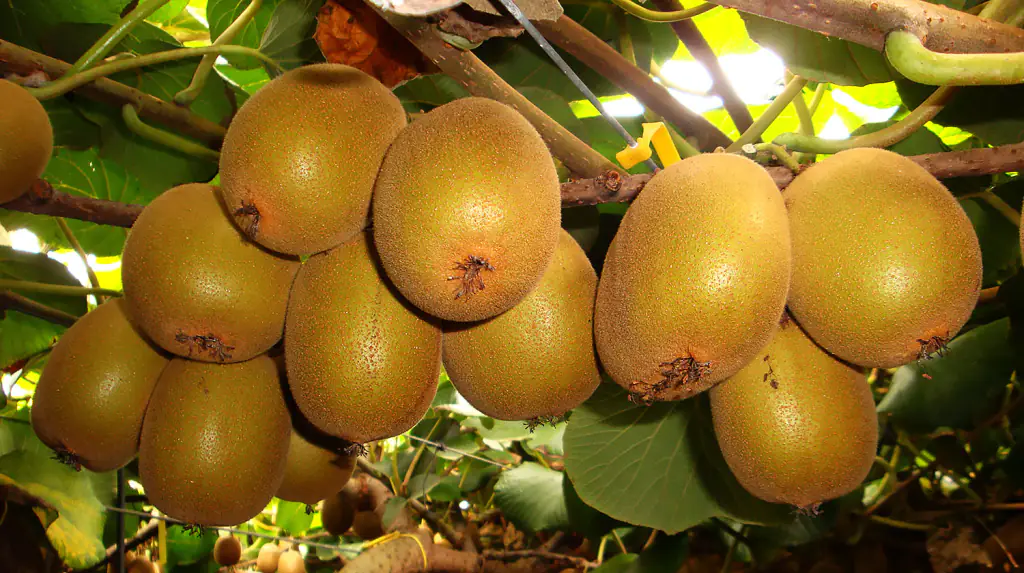 How to Increase Fruit Size with Fertigation