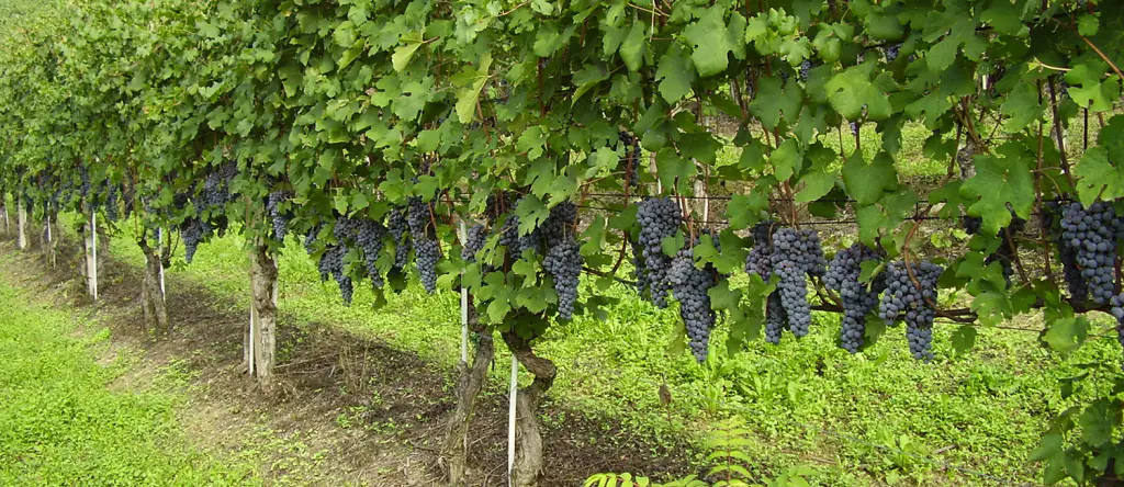Fortalecer el viñedo: la nutrición como apoyo a la productividad